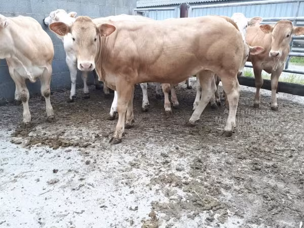 Razza bovina