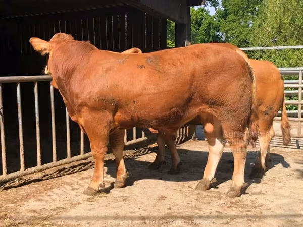 Mucca limousine