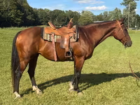Jument, Quarter Horse — photo 1