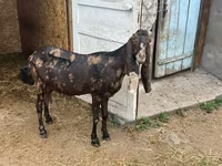 Kambing betina, Kamori goats — foto 6