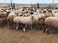 Domba betina, Katum sheep — foto 7