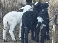 Domba betina, Katum sheep — foto 2