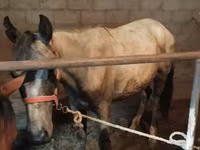 Cheval, Horse breed — photo 4