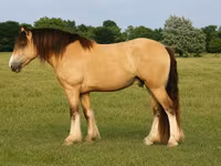 Horse (M), Gypsy horse — photo 1