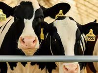 Sapi, Holstein breed — foto 3