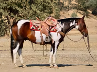 Cheval, National Show Horse — photo 4