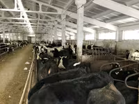 Sapi, Yaroslavl cattle — foto 7