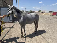 Kuda betina, Orlov Trotter — foto 1