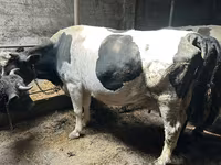 गाय, गोलस्टीन नस्ल — फ़ोटो 1
