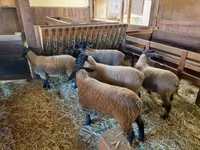 Domba betina, Baerchuke sheep — foto 4