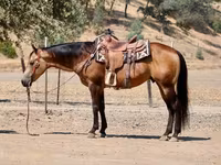 Cheval, Quarter Horse — photo 5