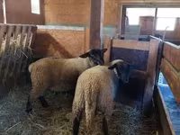Domba betina, Baerchuke sheep — foto 1