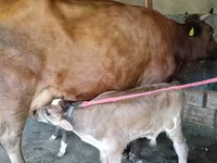 Sapi, Red Estonian cattle — foto 4