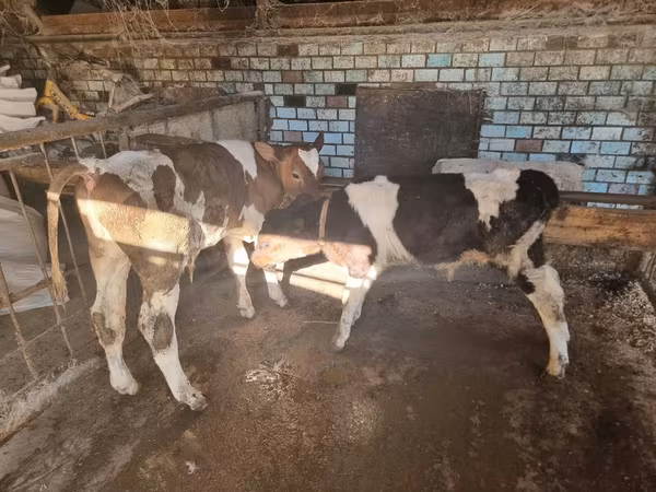 公牛, Cattle
