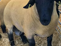Widder, Dorper sheep — Foto 1