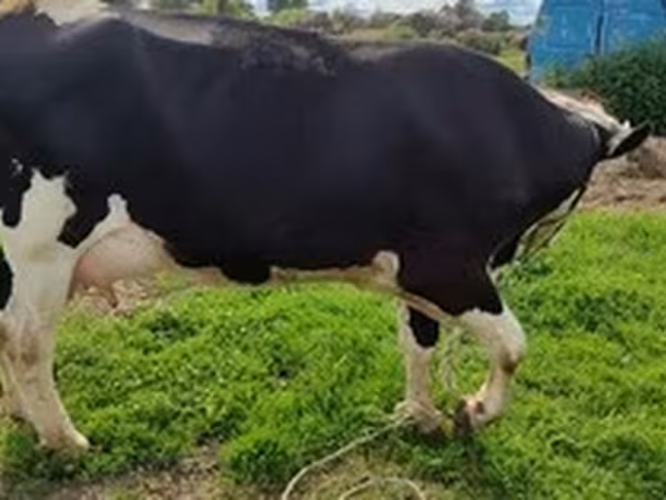 Holstein-race