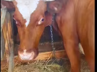 Vaca, Ganado vacuno — foto 7