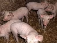 Babi jantan, Дюрок — foto 1