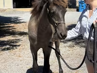 Jument, Rocky Mountain Horse — photo 4