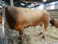 Banteng, Partenaise cattle — foto 2