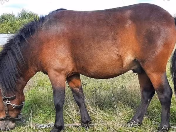 Horse (M), American shetland pony