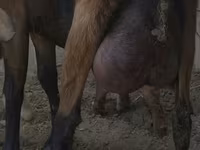 عنزة, Czech Brown Shorthaired goats — الصورة 1