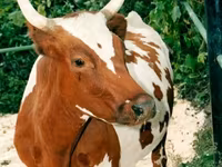 Sapi, Ayrshire — foto 2