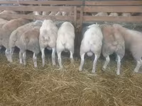 雌羊, Baerchuke sheep — 写真 1