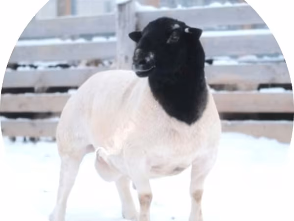 Ram, Dorper sheep