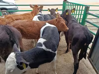 Vache, Vache limousine — photo 7