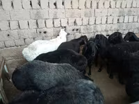 公羊, Sheep — 照片 4