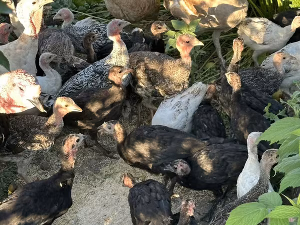 Turkeys