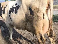 गाय, Swiss cattle — फ़ोटो 4