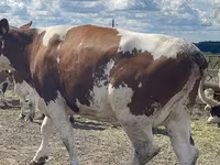 Sapi, Holstein breed — foto 1