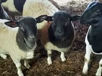 雄羊, Dorper sheep — 写真 2