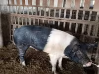 Babi jantan, Белорусская чёрно-пёстрая — foto 3