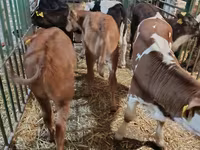 Vache, Vache limousine — photo 5