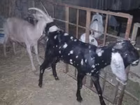 Kambing jantan, Beetal goats — foto 2