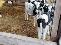 雄牛, Swiss cattle — 写真 7