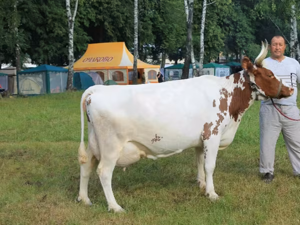 गाय, ऐरशायर