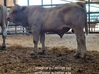 雄牛, Charolais cattle — 写真 7