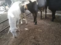 Ram, Sheep — photo 7