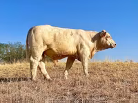 Banteng, Charolais cattle — foto 2