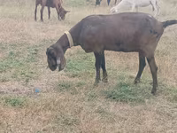 Kambing betina, Nubian Goat — foto 2