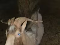 Cabra, Alpine goat — foto 7