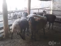 Ram, Arabi sheep — photo 6