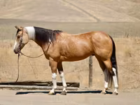 Jument, Quarter Horse — photo 1