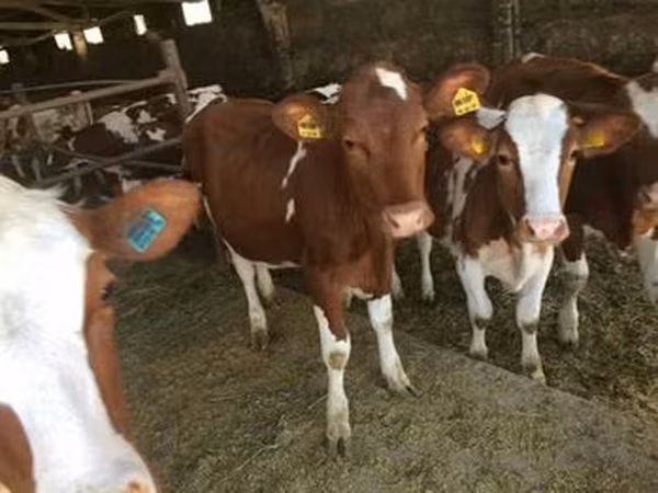 Simmental cattle