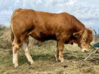Bull, Limousin cow — photo 3