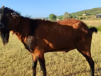 Kambing betina, Saanen goat — foto 5